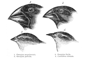 Illustrations of the faces and varied beaks of four species of finch